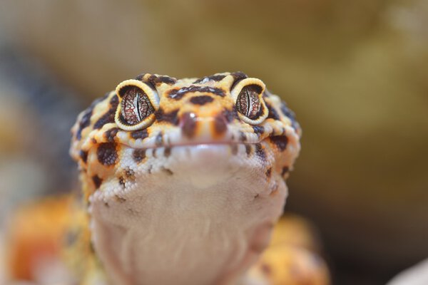 Leopard gecko Eublepharis macularius