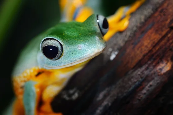 Zelený létající žába žába rhacophorus — Stock fotografie