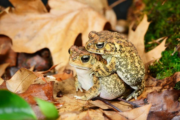 Afrikaanse gemeenschappelijk toad amietophrynus gutturalis — Stockfoto