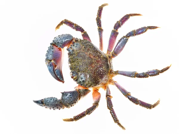 Warty krab eriphia verrucosa — Stockfoto