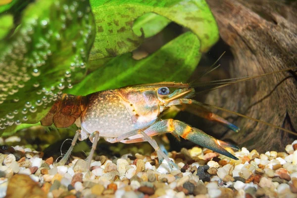 Colorful Australian blue crayfish — Stock Photo, Image