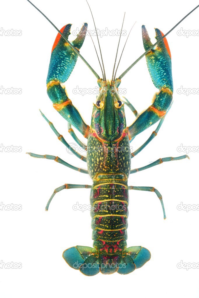 Crayfish Cherax quadricarinatus