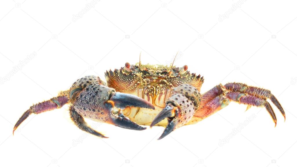 Crab Eriphia verrucosa