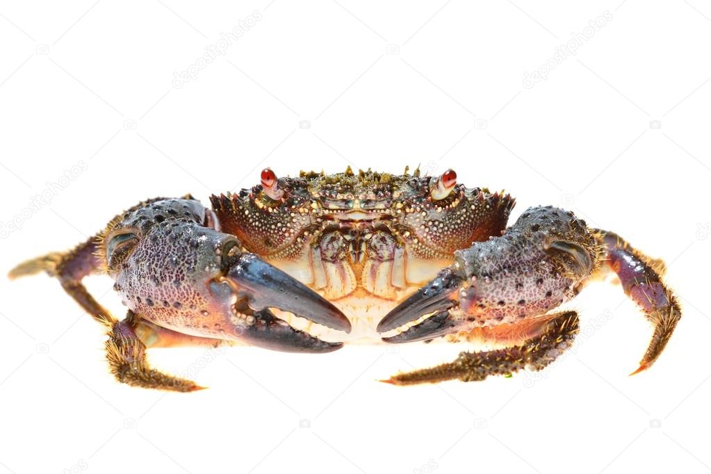 Warty crab Eriphia verrucosa