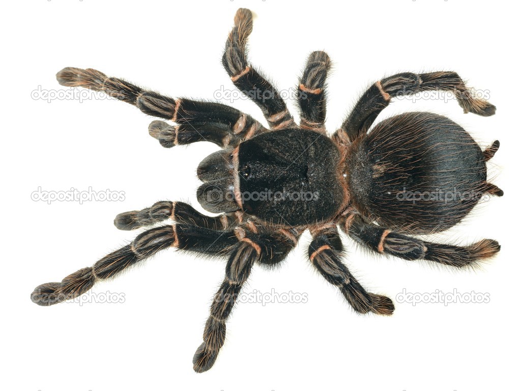 Giant tarantula Lasiodora parahybana