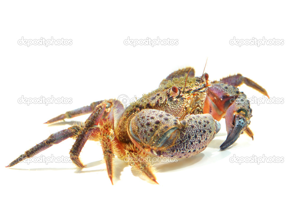 Crab Eriphia verrucosa