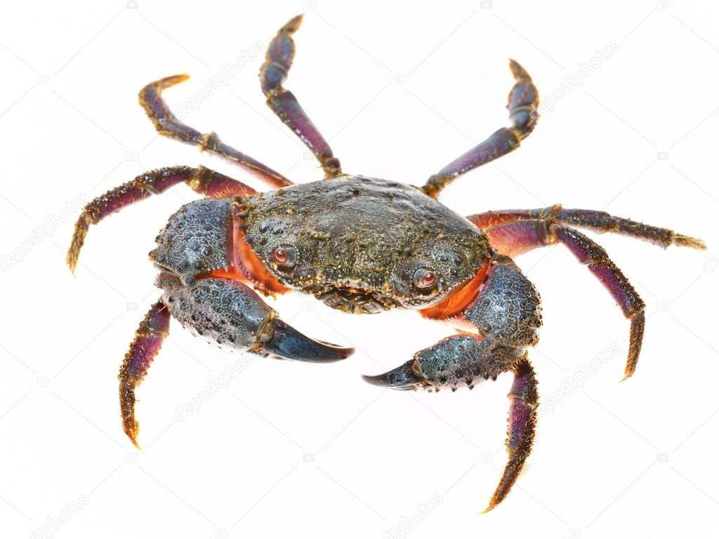 Warty crab Eriphia verrucosa