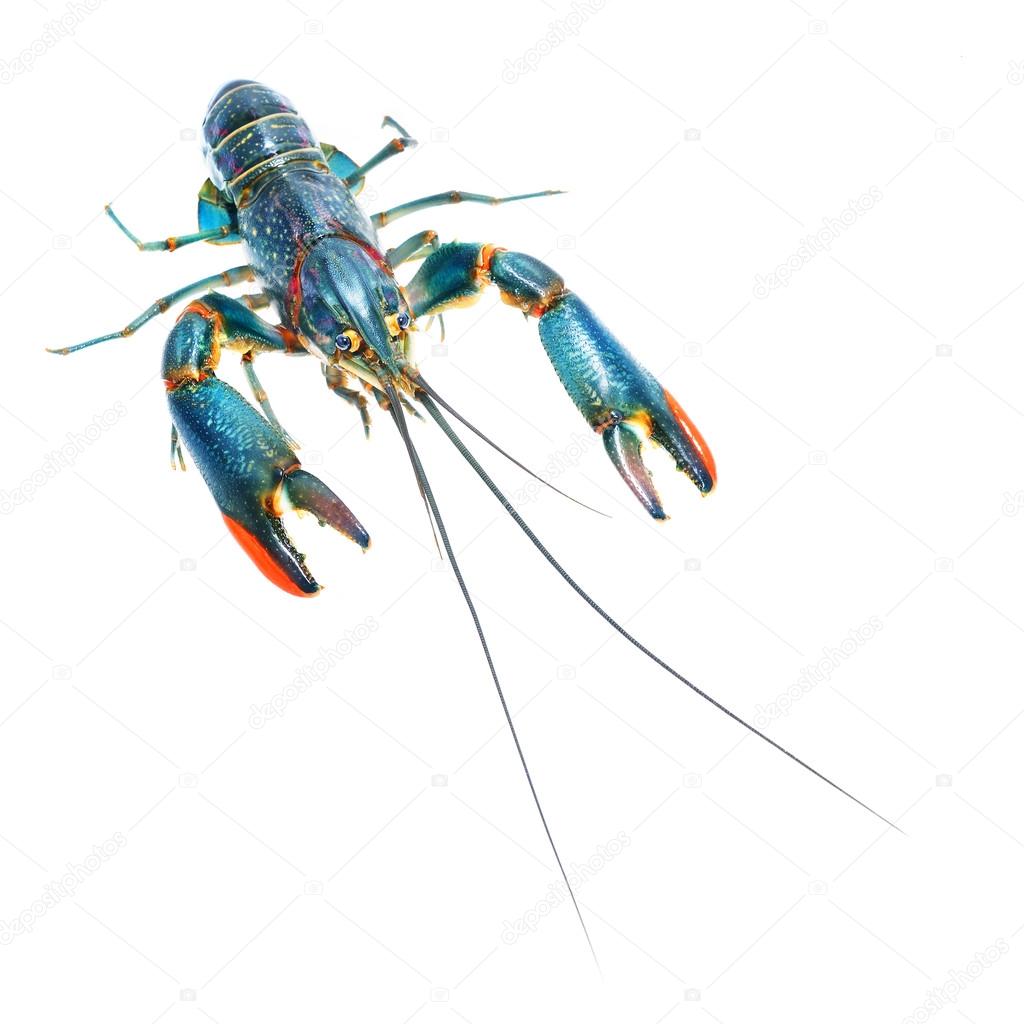 Crayfish Cherax quadricarinatus