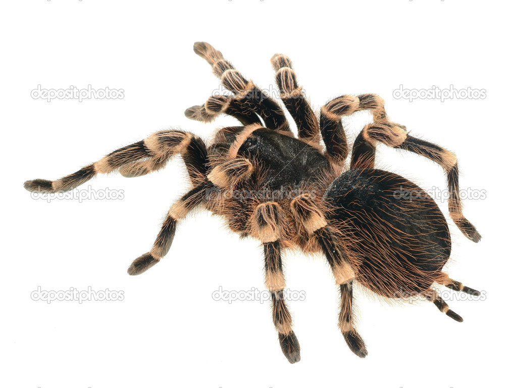 Giant tarantula Acanthoscurria geniculata