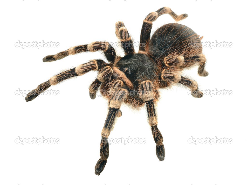 Giant tarantula Acanthoscurria geniculata