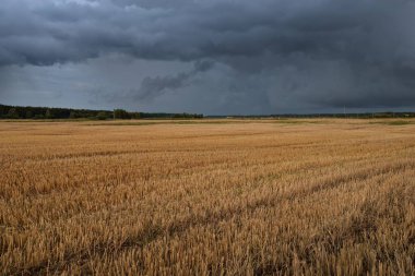 Dramatik gökyüzü, zirai tarlaların ve ormanların üzerindeki kara bulutlar. Kırsal alan. Atmosferik manzara. Sonbaharın başında. Doğa, kararsız hava, ekoloji, çevre, tarım endüstrisi, uzak yerler