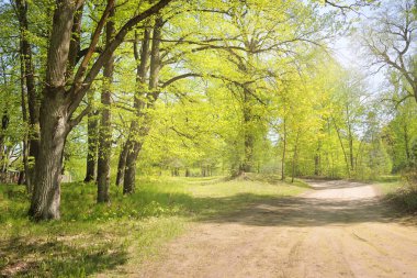 Açık bir günde Yeşil Orman Parkı 'ndan geçen patika. Yumuşak güneş ışığı, güneş ışığı, gölgeler. İlkbahar, yaz Avrupa 'da başlıyor. Doğa, çevre, ekoloji, eko-turizm, yürüyüş, yürüyüş, keşif