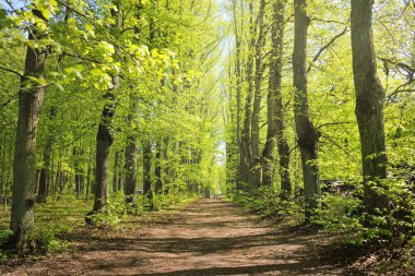 Açık bir günde Yeşil Orman Parkı 'ndan geçen patika. Yumuşak güneş ışığı, güneş ışığı, gölgeler. İlkbahar, yaz Avrupa 'da başlıyor. Doğa, çevre, ekoloji, eko-turizm, yürüyüş, yürüyüş, keşif