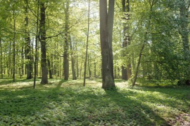 Açık bir günde Yeşil Orman Parkı 'ndan geçen patika. Yumuşak güneş ışığı, güneş ışığı, gölgeler. İlkbahar, yaz Avrupa 'da başlıyor. Doğa, çevre, ekoloji, eko-turizm, yürüyüş, yürüyüş, keşif