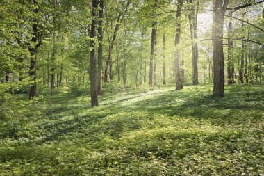 Açık bir günde Yeşil Orman Parkı 'ndan geçen patika. Yumuşak güneş ışığı, güneş ışığı, gölgeler. İlkbahar, yaz Avrupa 'da başlıyor. Doğa, çevre, ekoloji, eko-turizm, yürüyüş, yürüyüş, keşif