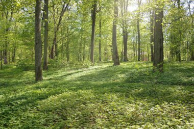Açık bir günde Yeşil Orman Parkı 'ndan geçen patika. Yumuşak güneş ışığı, güneş ışığı, gölgeler. İlkbahar, yaz Avrupa 'da başlıyor. Doğa, çevre, ekoloji, eko-turizm, yürüyüş, yürüyüş, keşif