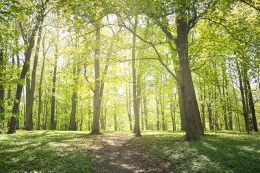 Açık bir günde Yeşil Orman Parkı 'ndan geçen patika. Yumuşak güneş ışığı, güneş ışığı, gölgeler. İlkbahar, yaz Avrupa 'da başlıyor. Doğa, çevre, ekoloji, eko-turizm, yürüyüş, yürüyüş, keşif