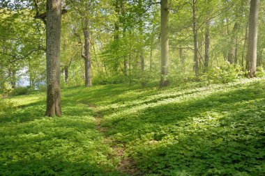 Açık bir günde Yeşil Orman Parkı 'ndan geçen patika. Yumuşak güneş ışığı, güneş ışığı, gölgeler. İlkbahar, yaz Avrupa 'da başlıyor. Doğa, çevre, ekoloji, eko-turizm, yürüyüş, yürüyüş, keşif