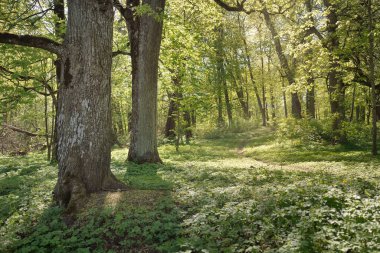 Açık bir günde Yeşil Orman Parkı 'ndan geçen patika. Yumuşak güneş ışığı, güneş ışığı, gölgeler. İlkbahar, yaz Avrupa 'da başlıyor. Doğa, çevre, ekoloji, eko-turizm, yürüyüş, yürüyüş, keşif