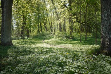 Açık bir günde Yeşil Orman Parkı 'ndan geçen patika. Yumuşak güneş ışığı, güneş ışığı, gölgeler. İlkbahar, yaz Avrupa 'da başlıyor. Doğa, çevre, ekoloji, eko-turizm, yürüyüş, yürüyüş, keşif