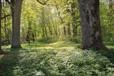 Açık bir günde Yeşil Orman Parkı 'ndan geçen patika. Yumuşak güneş ışığı, güneş ışığı, gölgeler. İlkbahar, yaz Avrupa 'da başlıyor. Doğa, çevre, ekoloji, eko-turizm, yürüyüş, yürüyüş, keşif