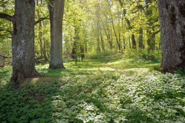 Açık bir günde Yeşil Orman Parkı 'ndan geçen patika. Yumuşak güneş ışığı, güneş ışığı, gölgeler. İlkbahar, yaz Avrupa 'da başlıyor. Doğa, çevre, ekoloji, eko-turizm, yürüyüş, yürüyüş, keşif