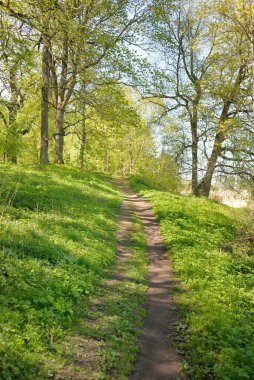 Açık bir günde Yeşil Orman Parkı 'ndan geçen patika. Yumuşak güneş ışığı, güneş ışığı, gölgeler. İlkbahar, yaz Avrupa 'da başlıyor. Doğa, çevre, ekoloji, eko-turizm, yürüyüş, yürüyüş, keşif
