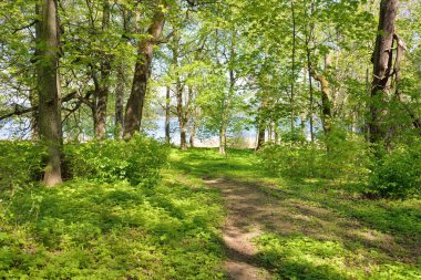 Açık bir günde Yeşil Orman Parkı 'ndan geçen patika. Yumuşak güneş ışığı, güneş ışığı, gölgeler. İlkbahar, yaz Avrupa 'da başlıyor. Doğa, çevre, ekoloji, eko-turizm, yürüyüş, yürüyüş, keşif