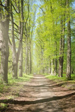 Açık bir günde Yeşil Orman Parkı 'ndan geçen patika. Yumuşak güneş ışığı, güneş ışığı, gölgeler. İlkbahar, yaz Avrupa 'da başlıyor. Doğa, çevre, ekoloji, eko-turizm, yürüyüş, yürüyüş, keşif