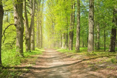 Açık bir günde Yeşil Orman Parkı 'ndan geçen patika. Yumuşak güneş ışığı, güneş ışığı, gölgeler. İlkbahar, yaz Avrupa 'da başlıyor. Doğa, çevre, ekoloji, eko-turizm, yürüyüş, yürüyüş, keşif