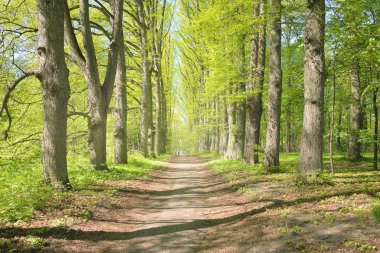 Açık bir günde Yeşil Orman Parkı 'ndan geçen patika. Yumuşak güneş ışığı, güneş ışığı, gölgeler. İlkbahar, yaz Avrupa 'da başlıyor. Doğa, çevre, ekoloji, eko-turizm, yürüyüş, yürüyüş, keşif