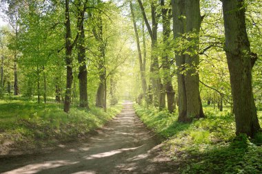 Açık bir günde Yeşil Orman Parkı 'ndan geçen patika. Yumuşak güneş ışığı, güneş ışığı, gölgeler. İlkbahar, yaz Avrupa 'da başlıyor. Doğa, çevre, ekoloji, eko-turizm, yürüyüş, yürüyüş, keşif