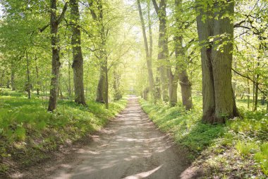 Açık bir günde Yeşil Orman Parkı 'ndan geçen patika. Yumuşak güneş ışığı, güneş ışığı, gölgeler. İlkbahar, yaz Avrupa 'da başlıyor. Doğa, çevre, ekoloji, eko-turizm, yürüyüş, yürüyüş, keşif