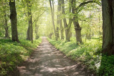 Açık bir günde Yeşil Orman Parkı 'ndan geçen patika. Yumuşak güneş ışığı, güneş ışığı, gölgeler. İlkbahar, yaz Avrupa 'da başlıyor. Doğa, çevre, ekoloji, eko-turizm, yürüyüş, yürüyüş, keşif