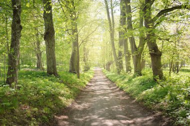 Açık bir günde Yeşil Orman Parkı 'ndan geçen patika. Yumuşak güneş ışığı, güneş ışığı, gölgeler. İlkbahar, yaz Avrupa 'da başlıyor. Doğa, çevre, ekoloji, eko-turizm, yürüyüş, yürüyüş, keşif