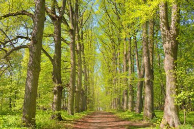 Açık bir günde Yeşil Orman Parkı 'ndan geçen patika. Yumuşak güneş ışığı, güneş ışığı, gölgeler. İlkbahar, yaz Avrupa 'da başlıyor. Doğa, çevre, ekoloji, eko-turizm, yürüyüş, yürüyüş, keşif