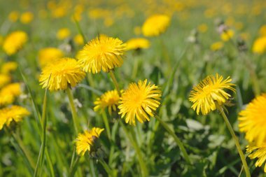 Yeşil tarla, açık güneşli bir günde açan sarı karahindiba çiçekleri. Idyllic yaz kırsal manzarası. Doğa, botanik, çevre, ekoloji, tarım, alternatif tıp. Barışın ve sevincin sembolü