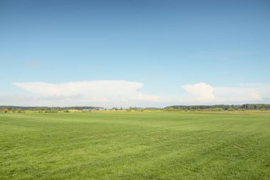 Yeşil tarla, açık güneşli bir günde açan sarı karahindiba çiçekleri. Idyllic yaz kırsal manzarası. Doğa, botanik, çevre, ekoloji, tarım, alternatif tıp. Barışın ve sevincin sembolü