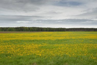 Yeşil tarla, açık güneşli bir günde açan sarı karahindiba çiçekleri. Idyllic yaz kırsal manzarası. Doğa, botanik, çevre, ekoloji, tarım, alternatif tıp. Barışın ve sevincin sembolü