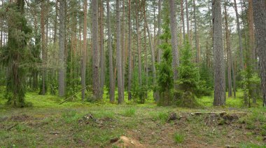 Karanlık yaprak döken ve yemyeşil ormanların arasından geçen yol. Çam, çam ağaçları, ağaç kütükleri, yeşil bitkiler, yosun. Avrupa 'da yaz. Doğa, ekoloji, çevre koruma, eko-turizm