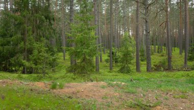Karanlık yaprak döken ve yemyeşil ormanların arasından geçen yol. Çam, çam ağaçları, ağaç kütükleri, yeşil bitkiler, yosun. Avrupa 'da yaz. Doğa, ekoloji, çevre koruma, eko-turizm