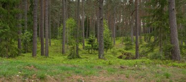 Karanlık yaprak döken ve yemyeşil ormanların arasından geçen yol. Çam, çam ağaçları, ağaç kütükleri, yeşil bitkiler, yosun. Avrupa 'da yaz. Doğa, ekoloji, çevre koruma, eko-turizm