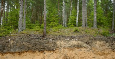 Evergreen Ormanı 'nda kum hendeği. Güçlü ağaçlar, bitkiler, yosunlar, ağaç kütükleri. Atmosferik yaz manzarası. Ekoloji, yürüyüş, ekoloji, çevre koruma, doğa, ormansızlaşma, kereste endüstrisi