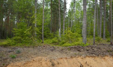 Evergreen Ormanı 'nda kum hendeği. Güçlü ağaçlar, bitkiler, yosunlar, ağaç kütükleri. Atmosferik yaz manzarası. Ekoloji, yürüyüş, ekoloji, çevre koruma, doğa, ormansızlaşma, kereste endüstrisi