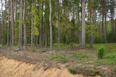 Evergreen Ormanı 'nda kum hendeği. Güçlü ağaçlar, bitkiler, yosunlar, ağaç kütükleri. Atmosferik yaz manzarası. Ekoloji, yürüyüş, ekoloji, çevre koruma, doğa, ormansızlaşma, kereste endüstrisi
