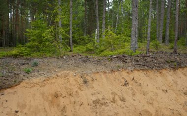 Evergreen Ormanı 'nda kum hendeği. Güçlü ağaçlar, bitkiler, yosunlar, ağaç kütükleri. Atmosferik yaz manzarası. Ekoloji, yürüyüş, ekoloji, çevre koruma, doğa, ormansızlaşma, kereste endüstrisi