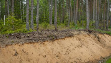 Evergreen Ormanı 'nda kum hendeği. Güçlü ağaçlar, bitkiler, yosunlar, ağaç kütükleri. Atmosferik yaz manzarası. Ekoloji, yürüyüş, ekoloji, çevre koruma, doğa, ormansızlaşma, kereste endüstrisi