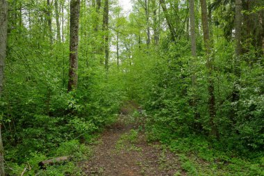 Karanlık yaprak döken ve yemyeşil ormanların arasından geçen yol. Çam, çam ağaçları, ağaç kütükleri, yeşil bitkiler, yosun. Avrupa 'da yaz. Doğa, ekoloji, çevre koruma, eko-turizm