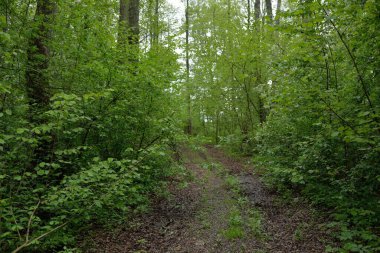 Karanlık yaprak döken ve yemyeşil ormanların arasından geçen yol. Çam, çam ağaçları, ağaç kütükleri, yeşil bitkiler, yosun. Avrupa 'da yaz. Doğa, ekoloji, çevre koruma, eko-turizm