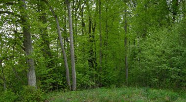 Karanlık yaprak döken ve yemyeşil ormanların arasından geçen yol. Çam, çam ağaçları, ağaç kütükleri, yeşil bitkiler, yosun. Avrupa 'da yaz. Doğa, ekoloji, çevre koruma, eko-turizm